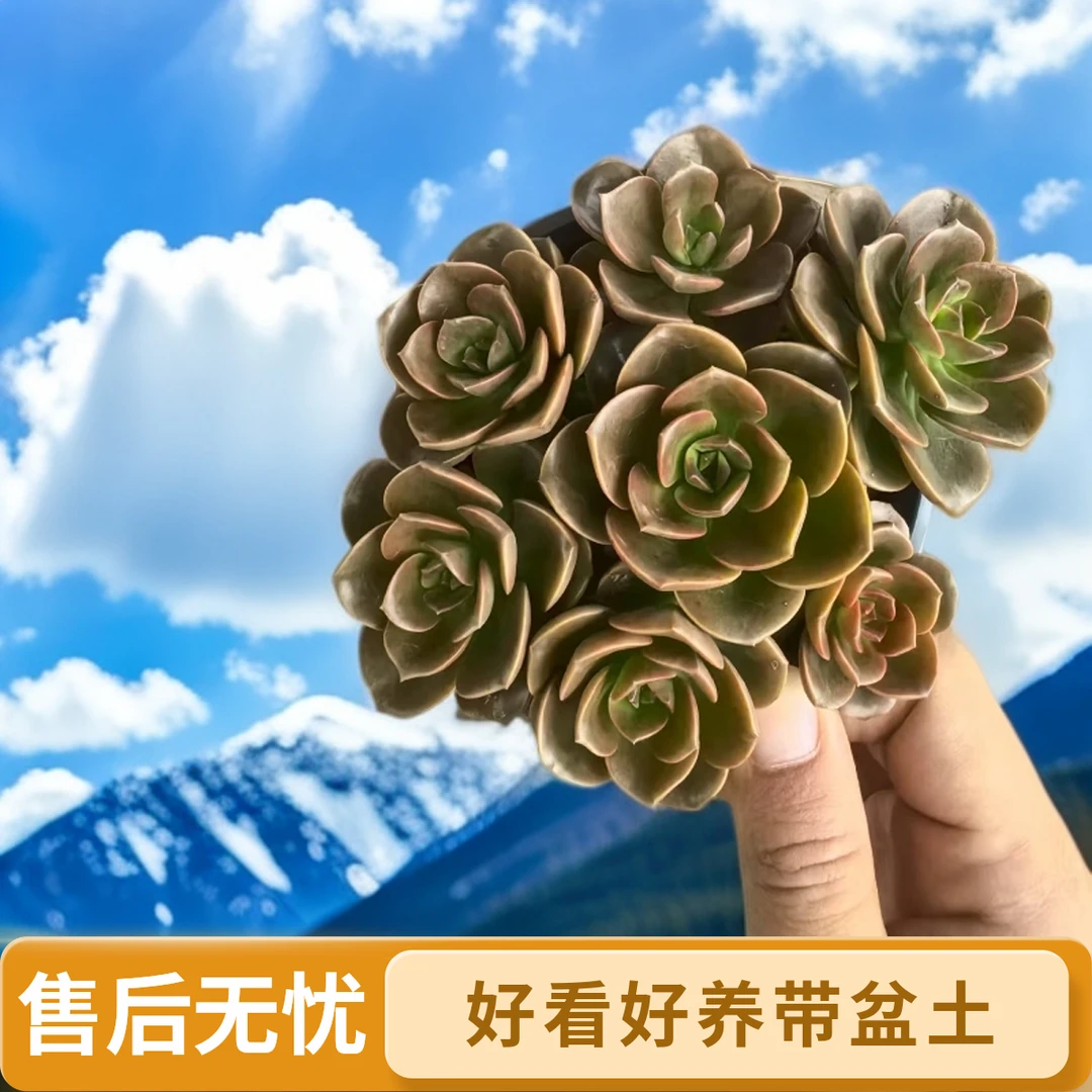 红酒巧克力 皮实好养带盆带土散群（实物以直播展示为准两单包邮）