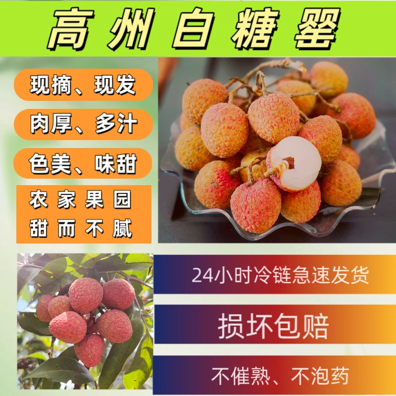 高州白糖罂荔枝新鲜现摘现发顺丰冷链包邮【广东省外】