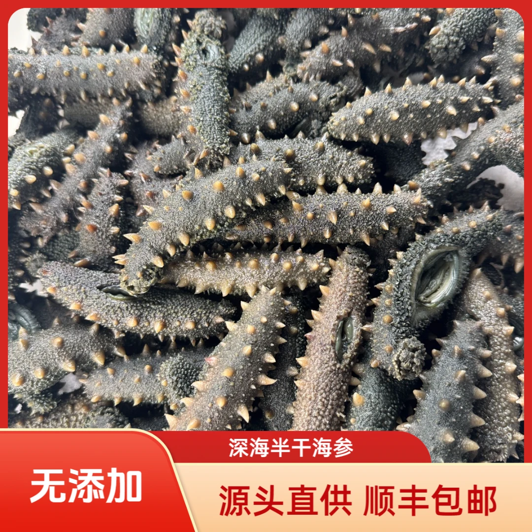 深海大头半干海参 15~18头自然海域生长