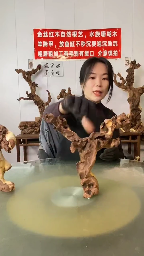 木关**房金丝红木  羊蹄甲