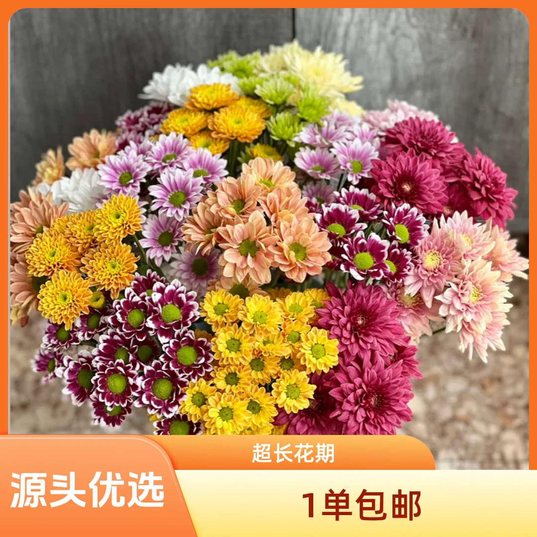 百慕1单包邮[10支混色小菊] 超长花期鲜花居家