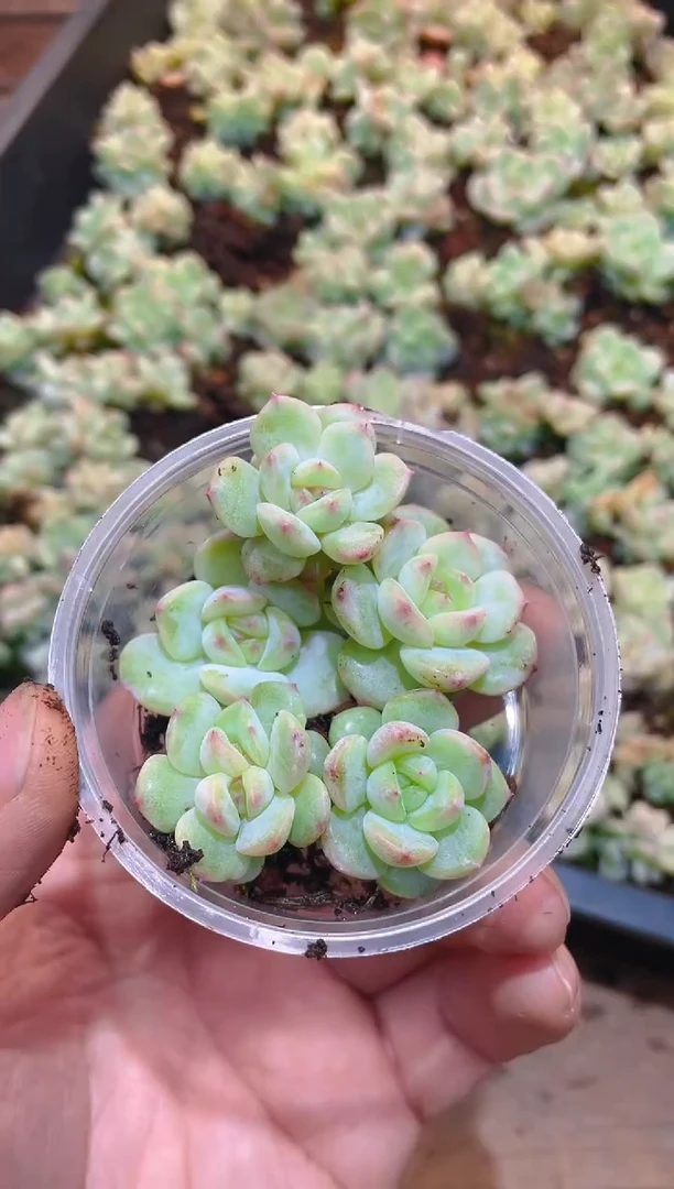 222隐藏甜心     量拍