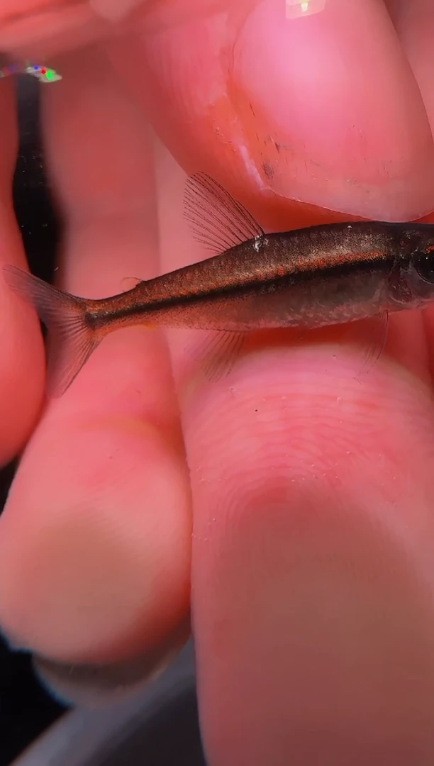 灯科鱼A24-1号蓝颜绿线2cm+