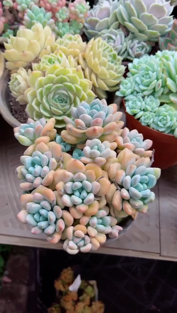 ^****^23067多肉植物一物一拍