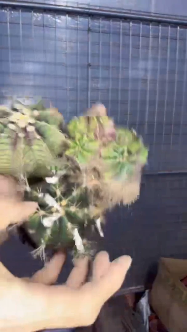 3颗 6-8cm 牡丹 品种不指定