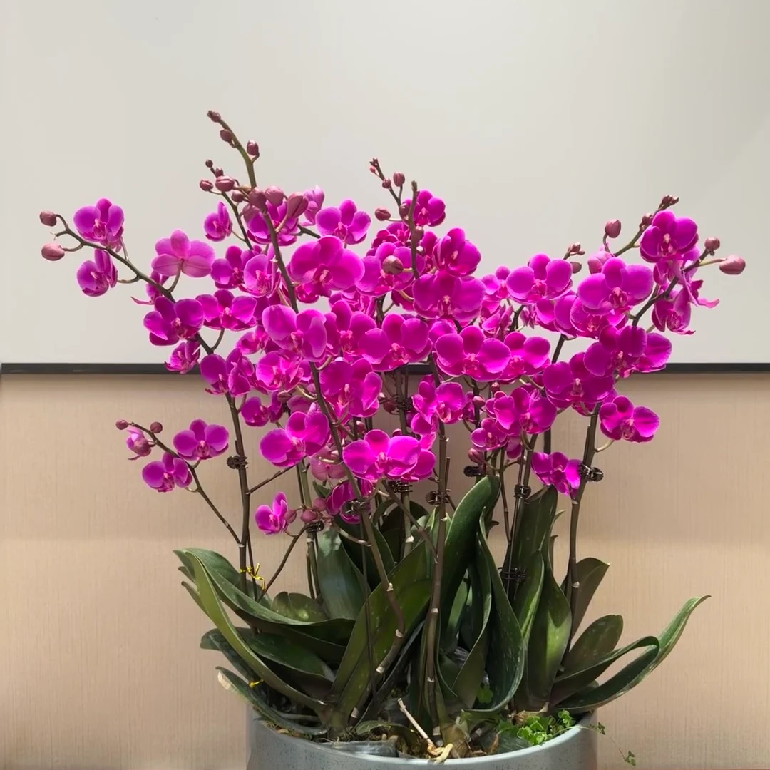 爆花机器3个花剑【满天红】蝴蝶兰 稀有花色