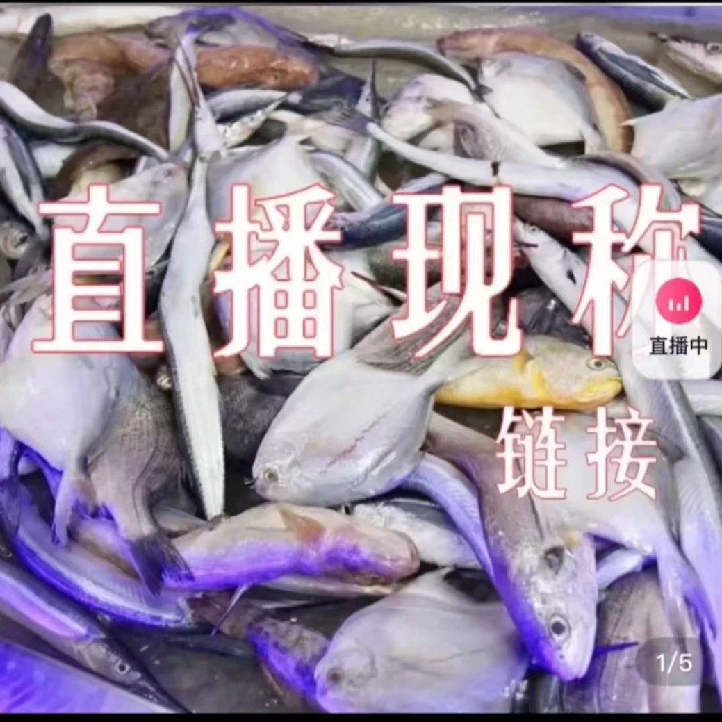 大头鳕鱼大鲅鱼安康鱼直播现场称重2号