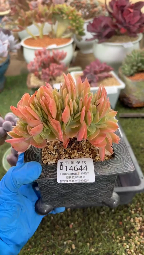 【闪购商品】14644