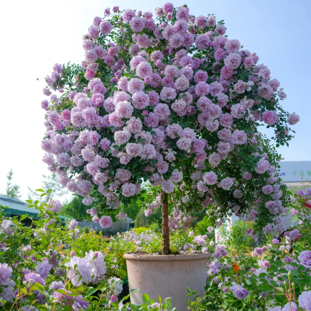 【蓝色阴雨棒棒糖】2加仑2-3年露天养护灌木月季花勤花四季开花盆栽