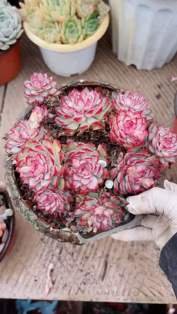 【闪购商品】03646