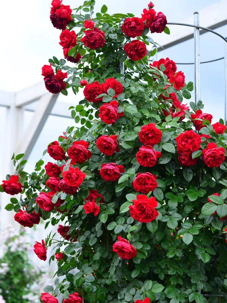 《蒂娜》【新手必备】爬藤月季 长的快花量大   耐寒 庭院花园露台