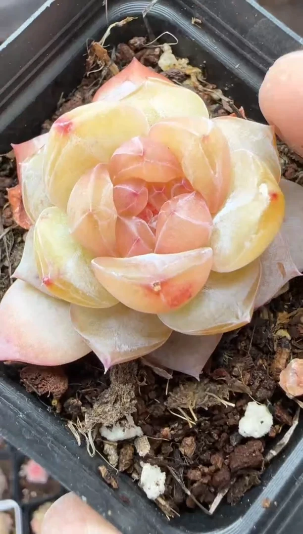 【闪购商品】一物一拍0211—370