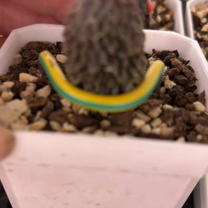 多肉植物小组合（一个铲子，五个6分盆，五盆土，五个支架）