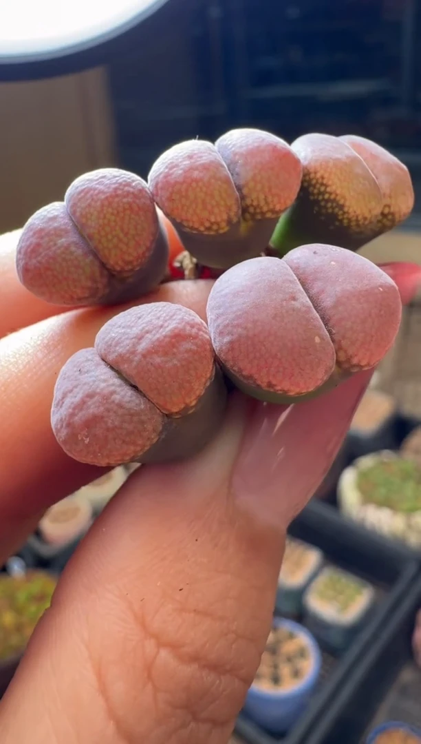 26-35多肉植物肉锥白花风玲一颗