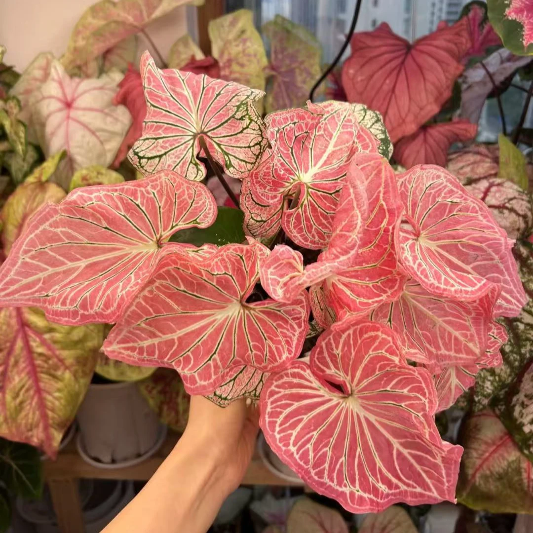 【粉色和声】彩叶芋ins风网红盆栽室内创意观叶绿植爆盆