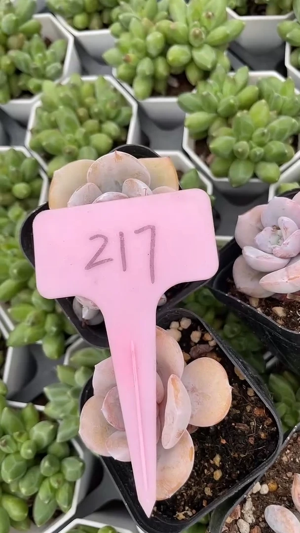 +*年5颗     多肉   217