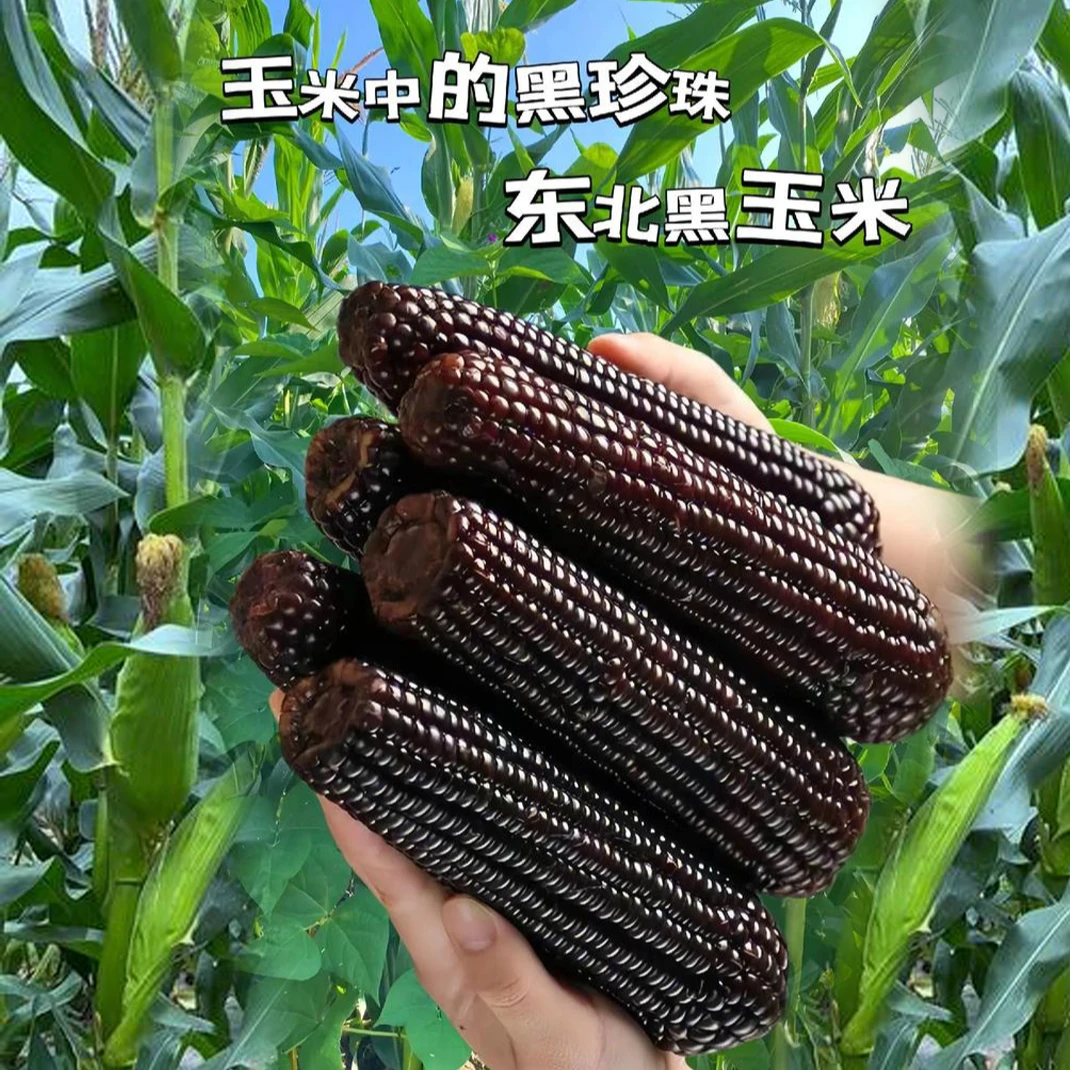小蒙清明东北玉米甜糯黑玉米真空包装低脂早餐大棒玉米主食代餐