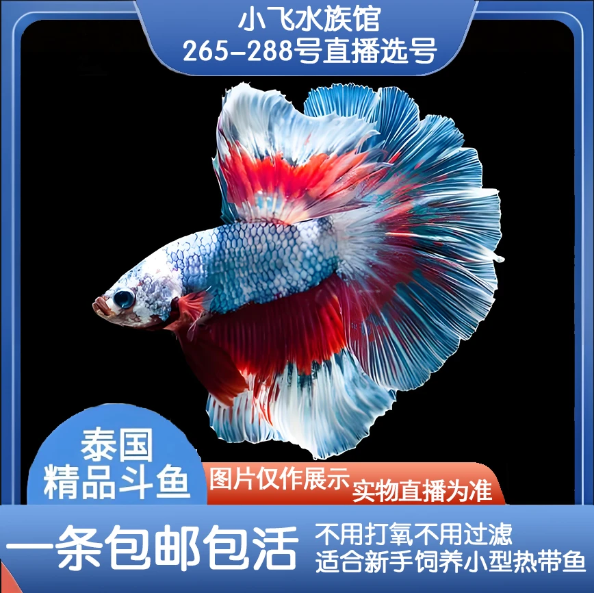 编号265-288号直播间泰国斗鱼五彩观赏鱼 活体半月将军斗鱼