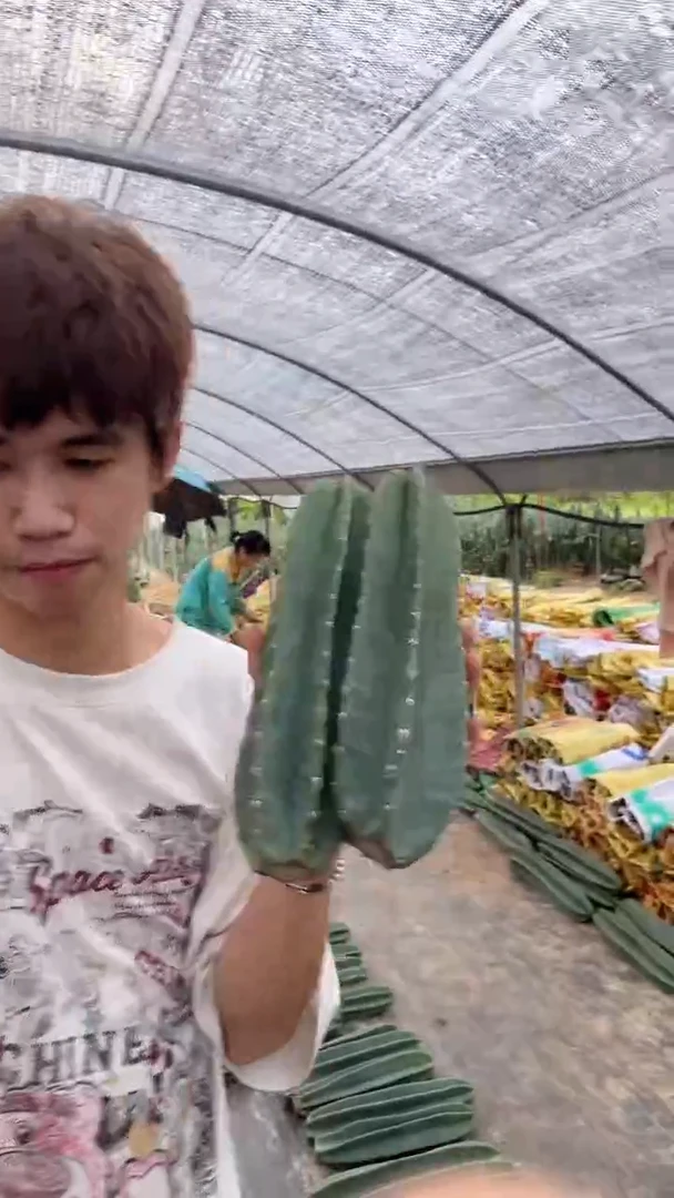 2颗 20cm 量天尺【无根】【不带花苞】