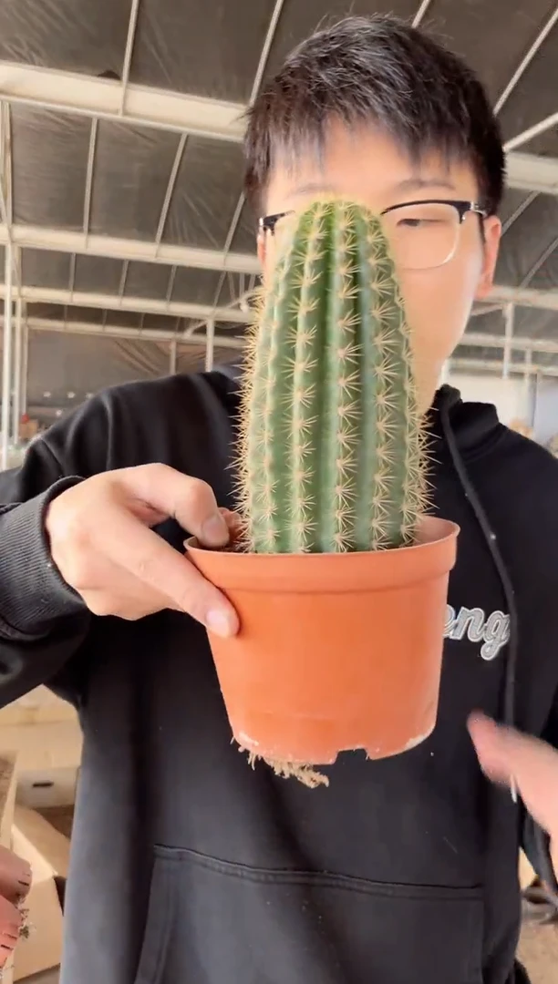 【闪购商品】大飞碟 毛花柱