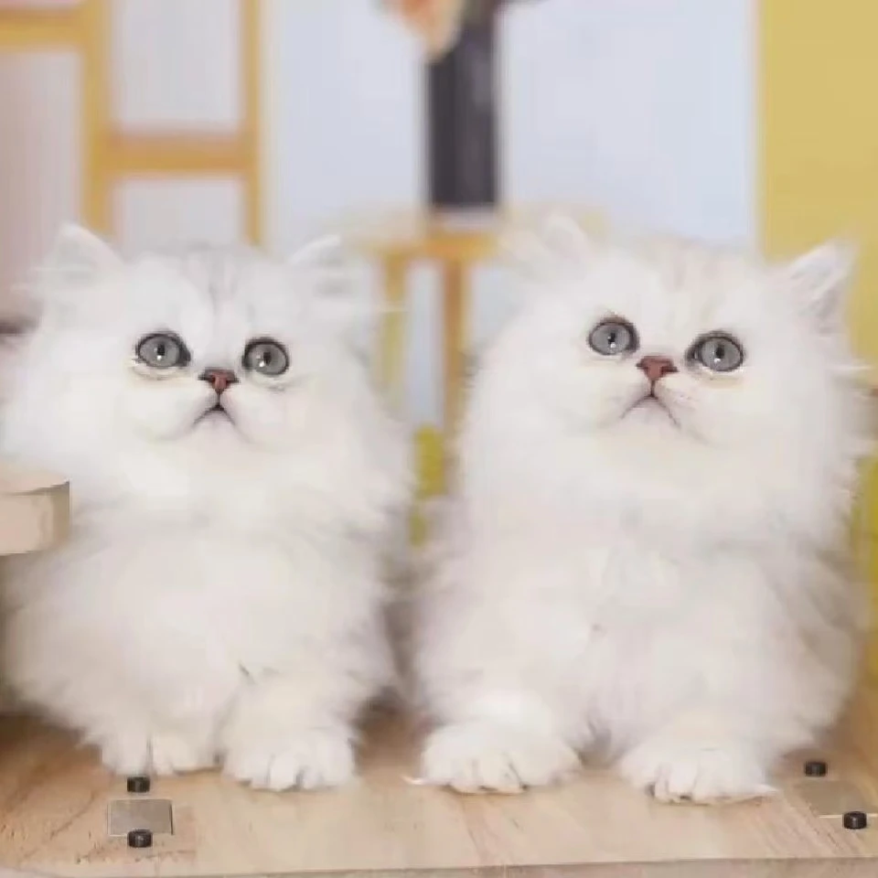 【喵汪星球】宠物活体链接1