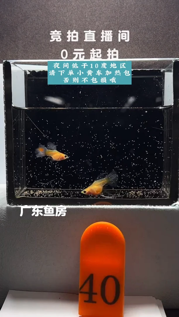 孔雀鱼蓝水晶玻璃球体大C一对编号40