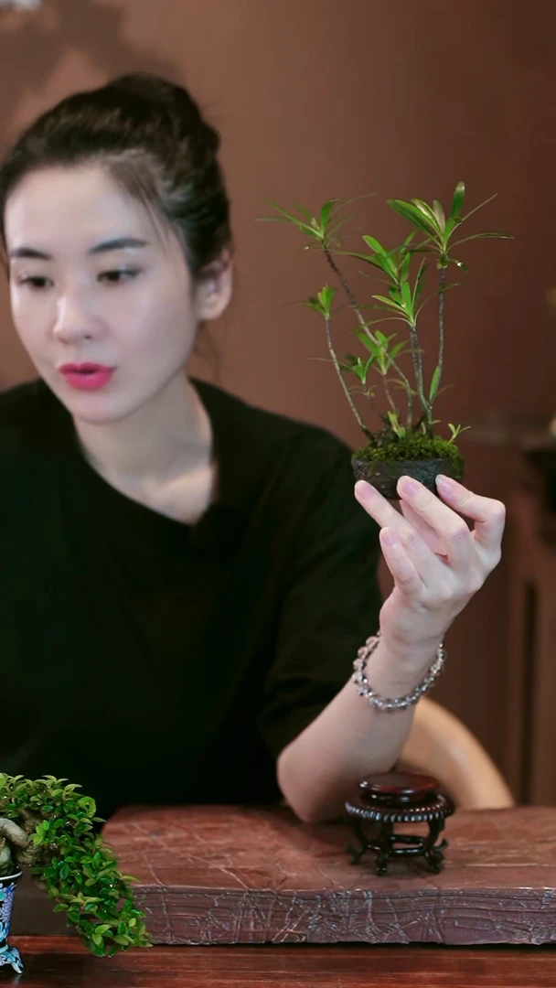 无花朵设***炜栀子花盆景盆景盆景