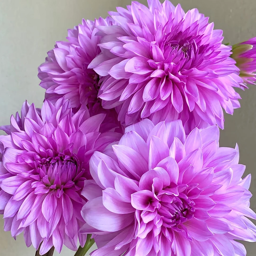 大丽花：月亮石大丽花1扎