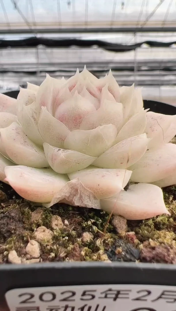 【闪购商品】灵动仙子-9