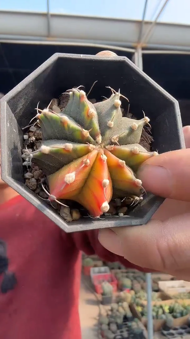 2-3号            9.99