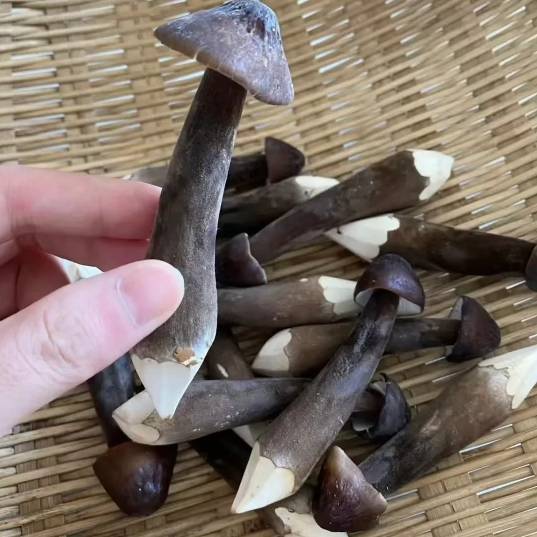 鸡枞菌 湖南常德新鲜鸡枞菌 新鲜现采 顺丰包邮