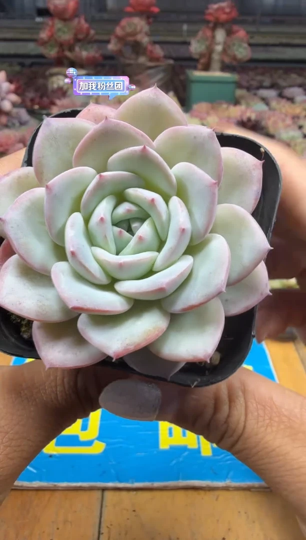 东云多肉园二店-31