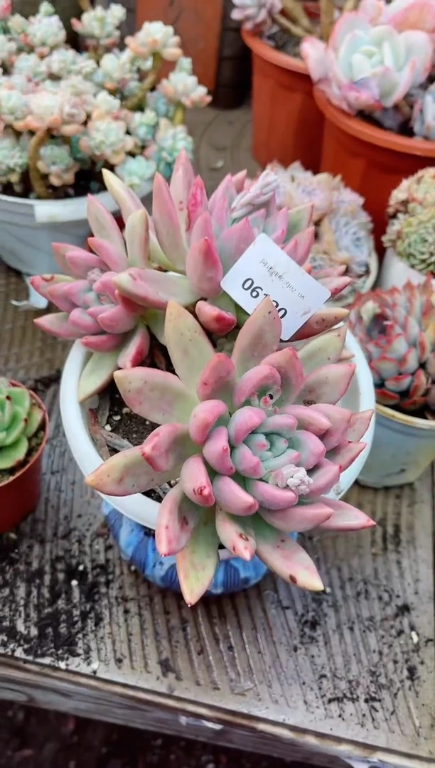 【闪购商品】06120