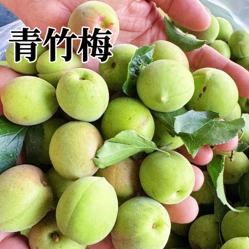 青竹梅青梅新鲜果高山酸梅泡酒腌制生梅子