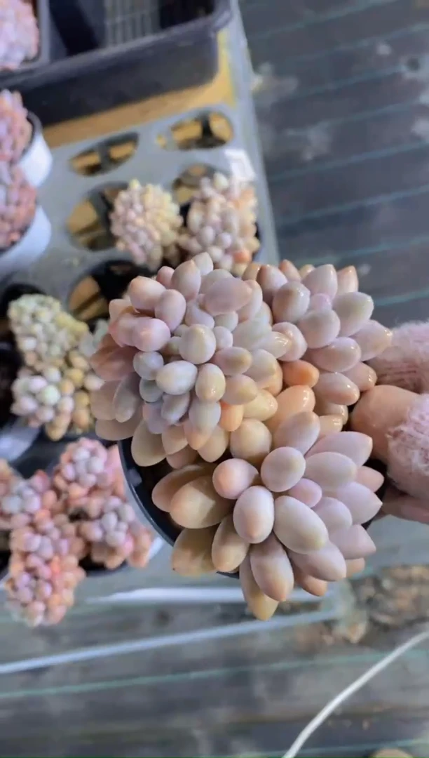 A69-汤圆缀化（量拍）