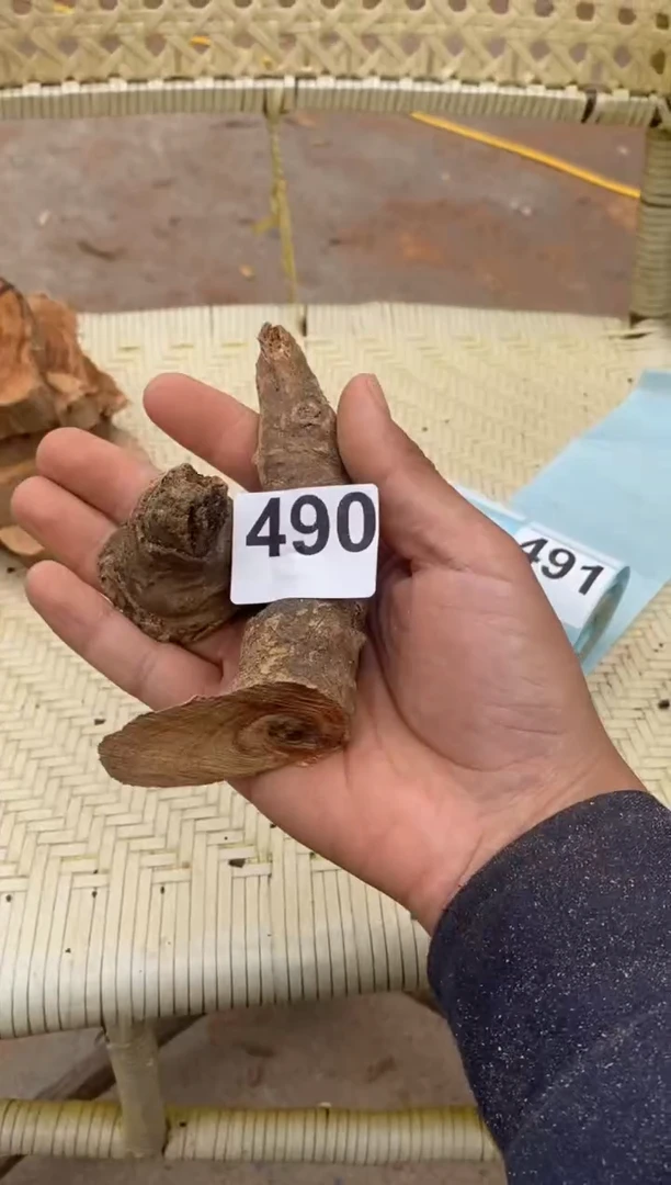 柏木（崖柏）太行山陈华崖柏一片