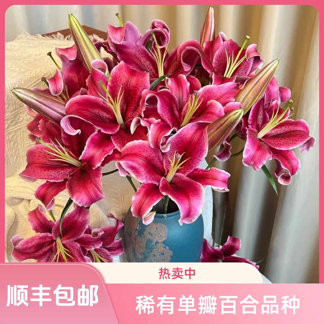 黑美人【稀有单瓣百合】顺丰包邮