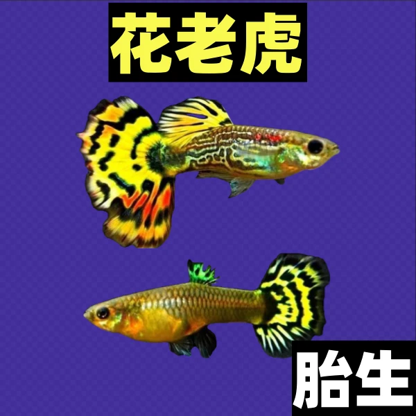 花老虎20条孔雀鱼热带鱼豹纹