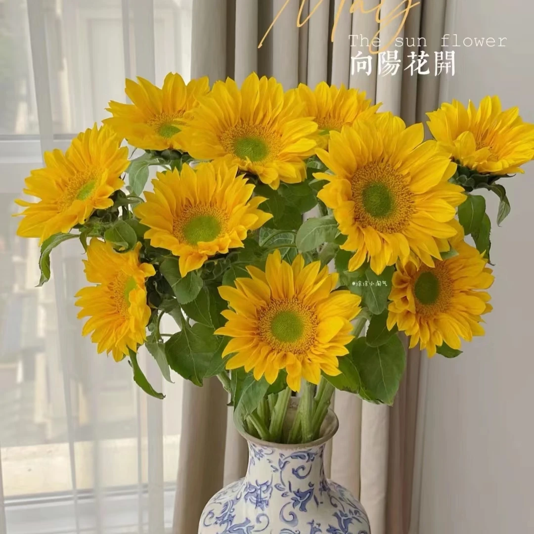 （绿芯）向日葵太阳花东北产地漂亮花期长新鲜夏季浪漫送达产品