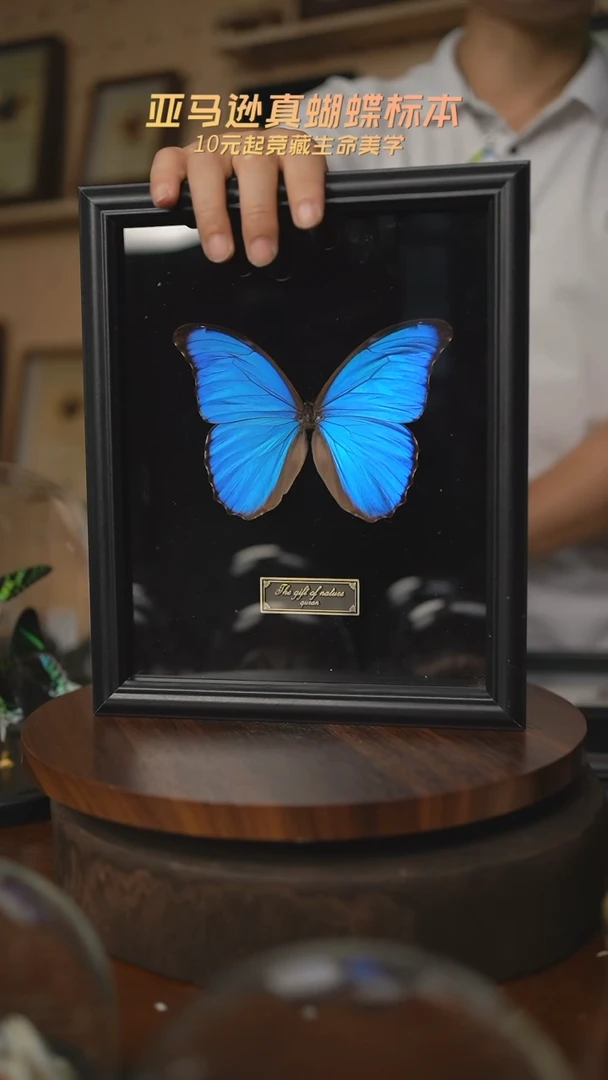 大蓝闪蝶黑绒底版10寸欧式框