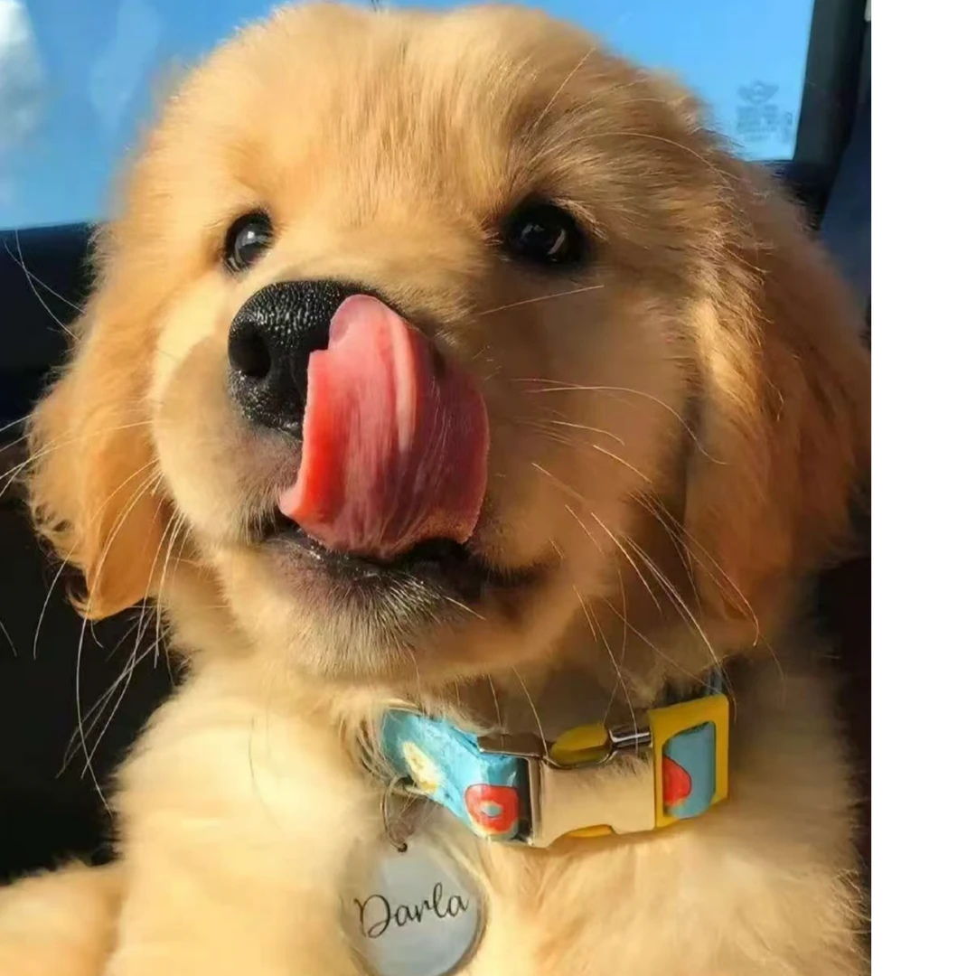 小董萌宠狗狗活体链接