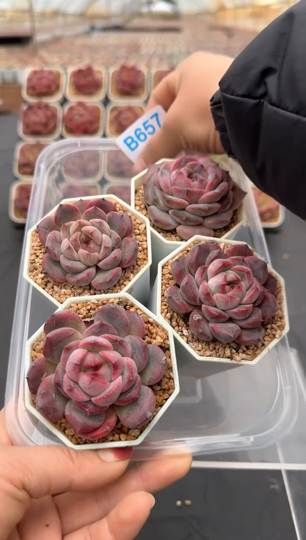 【闪购商品】657号脱土裸根发一物一拍4颗