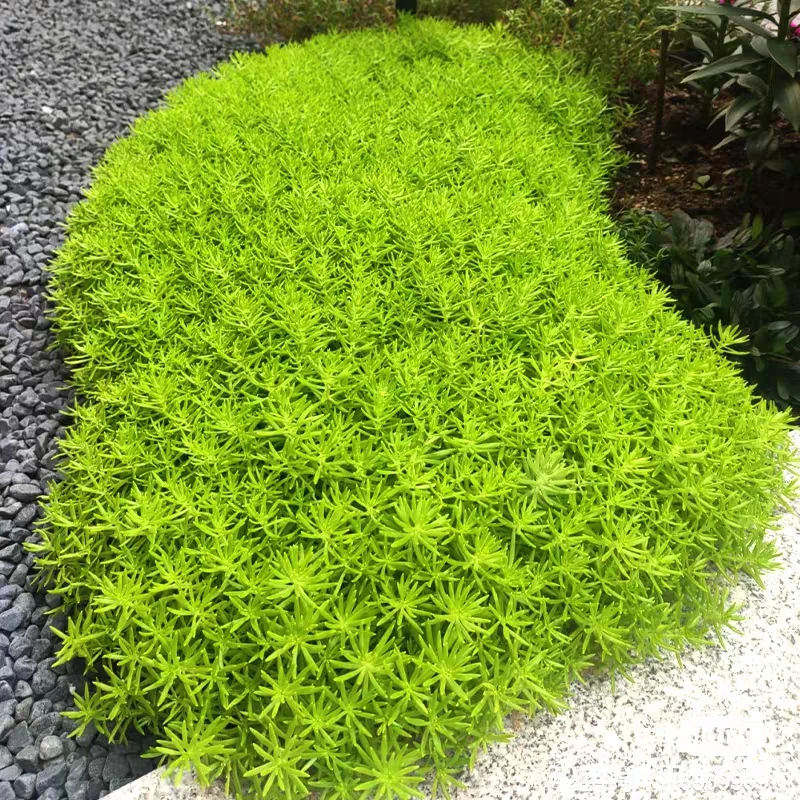 [金叶佛甲草] 110口径盆 四季常青多年生黄金佛甲草庭院花园草坪