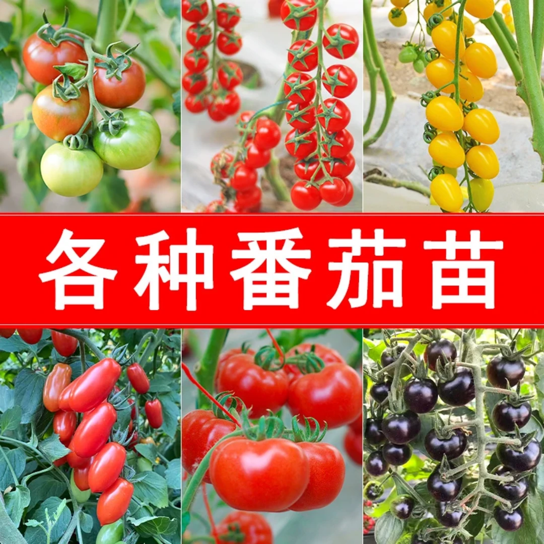 【山东寿光优质番茄苗】各种番茄苗种植简单小院阳台均可种植