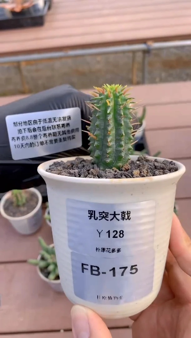 【闪购商品】乳突大戟FB-175