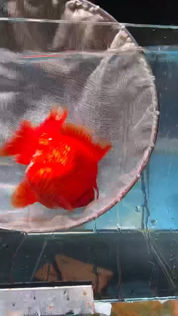 金鱼2单包邮   售后开箱视频