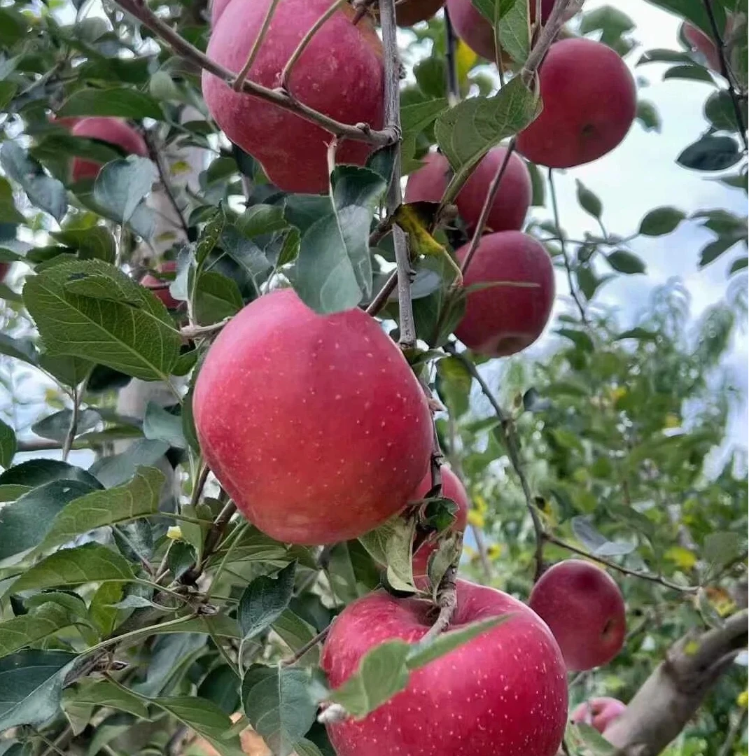 云南高山冰糖心丑苹果基地直发老人小孩放心食用