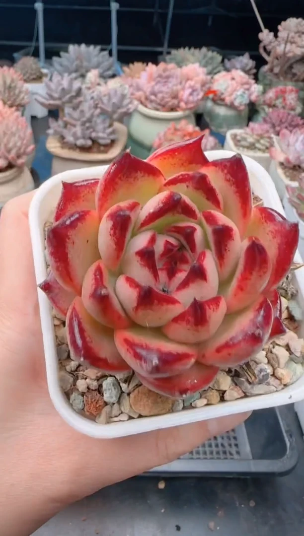 【闪购商品】7085.