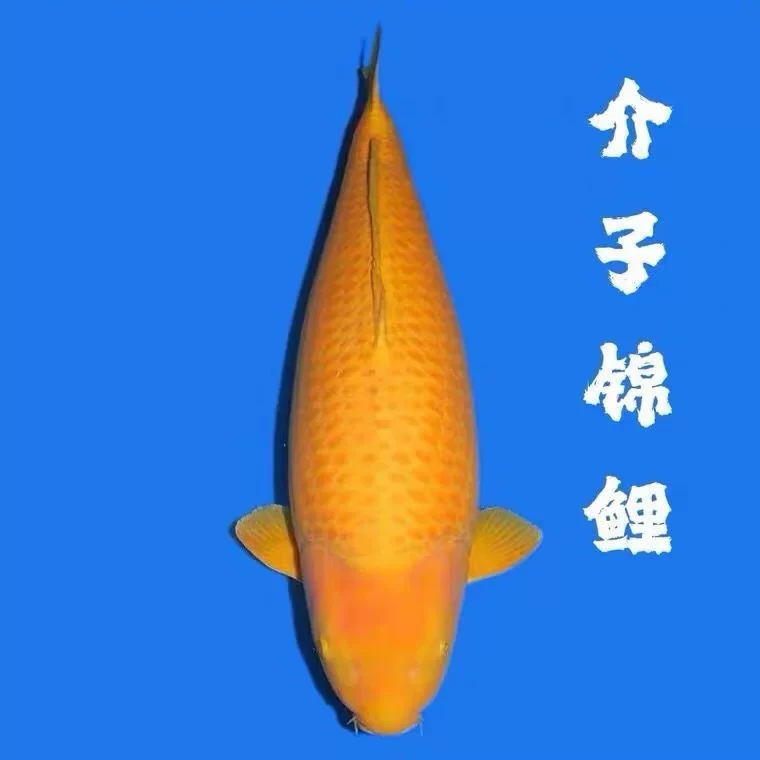 精品.黄袁芥子.芒果芥子.淡水锦鲤观赏鱼.包邮