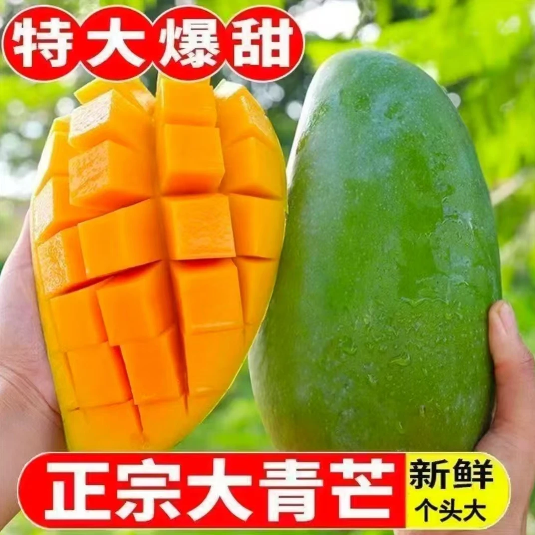 【催熟食用】生熟两吃云南大青芒新鲜应季水果青皮金煌芒放软更甜